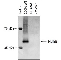 NdhB | NAD(P)H-quinone oxidoreductase subunit 2 (chloroplastic) in the group Antibodies Plant/Algal / Photosynthesis / Electron transfer at Agrisera AB (Antibodies for research) (AS16 4064)